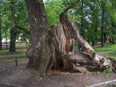 Дерево-современник Пушкина, фото Валова Н.А