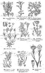 Рисунок из «Определителя 
    высших растений»